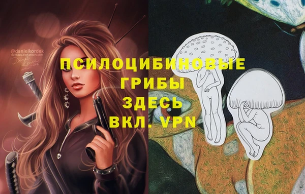 стафф Гатчина